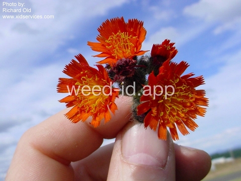 hawkweed, orange
